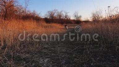 喜出望外，敏捷的小狗快速地朝他的主人相机跑去。 田园风光，美丽的秋日，活跃的狗